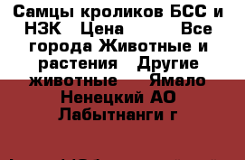 Самцы кроликов БСС и НЗК › Цена ­ 400 - Все города Животные и растения » Другие животные   . Ямало-Ненецкий АО,Лабытнанги г.